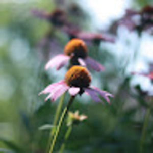 Meet your Posher, Han